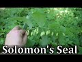 How To Identify Solomon's Seal - Polygonatum spp.