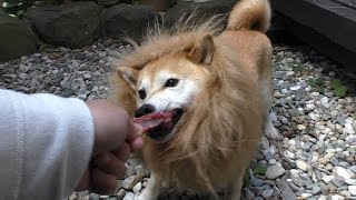 柴犬小春　庭にライオンがいたので鹿のあばら骨をあげてみた！Feeding a Lion in our Backyard!