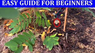 The easiest way to make a homemade drip irrigation system ll DIY home drip irrigation system