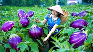 Harvesting Eggplant \u0026 Goes To Market Sell | Gardening And Cooking | Lý Tiểu Vân