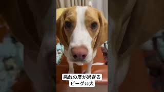 悪戯の度が過ぎるビーグル犬