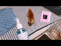 柴犬がまるでポケモンのような動きをしてシャンプーを拒否する動画