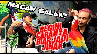 CARA MENJINAKAN BURUNG PART 1