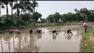 நெ_43 தமிழர் வேளாண்மை முறைப்படி நெல் | தூயமல்லி அரிசி | Thooyamalli Rice|  Coconut | Gnanaprakasam