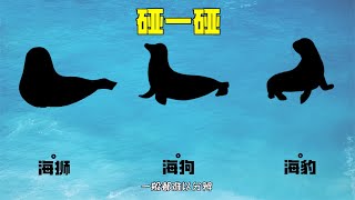 14.05.2022 ⏰海狮海狗傻傻分不清？