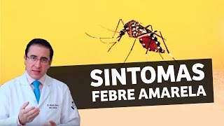 Febre Amarela Sintomas | IMEB