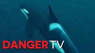 Free Diving with Killer Whales! | Full Length Documentary
