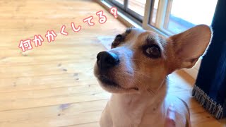 【嬉しさ爆発】1ヶ月ぶりにパパが帰ってきた時の犬の反応が激しすぎた　【ジャックラッセルテリアのミラ】　Mira Jack Russell Terrier