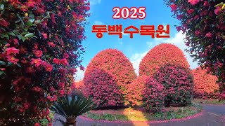 2025년 제주 동백수목원