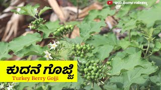 ಕುದನೆ ಗೊಜ್ಜಿ ಮಾಡುವ ವಿಧಾನ | KUDANE GOJJI | TURKEY BERRY GOJJI - GANESH BHAT M