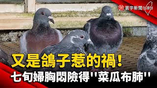 又是鴿子惹的禍！ 七旬婦胸悶險得''菜瓜布肺''｜#寰宇新聞   @globalnewstw ​ ​