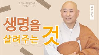 생명을 살려주는 것 #지현스님 #법문 #삶이_행복해지는이야기