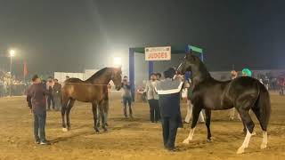 Stallion Lala Ratan \u0026 Khalifa Faridkot Horse Show 2021