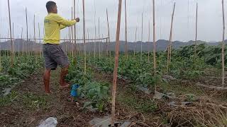 PAGTATALI NG BALAG/TRELLIS PARA SA TANIM NA SITAW. SIMPLE WAY ON HOW TO MAKE TRELLIS FOR SITAW.