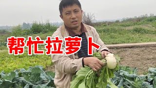 勇哥姑爷家萝卜实在太多，帮助他拉点去城里看看，要是能出手就太好了！【乡野勇哥】