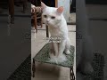 I'm a cat 😼 #fypシ゚viral #kualalampur #malaysia #catlover #fypage #freefire #shortvideo #ronaldo #cat