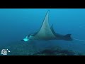 best of diving with mola mola u0026 mantas in bali nusa penida