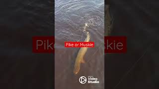 Pike or Muskie