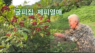 굴피집 제피열매 붉게익은 모습이 예쁩니다