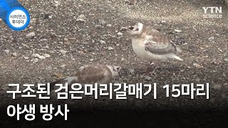 구조된 검은머리갈매기 15마리 야생 방사 / YTN 사이언스