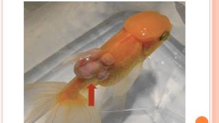 Goldfish Laser Surgery - Fibrosarcoma - Aesculight CO2 laser