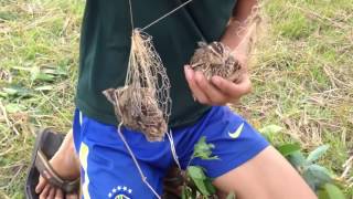 Traditional Bird Trapping in Cambodia Best Bird Trap (100% Work) How To Make Bird Trap