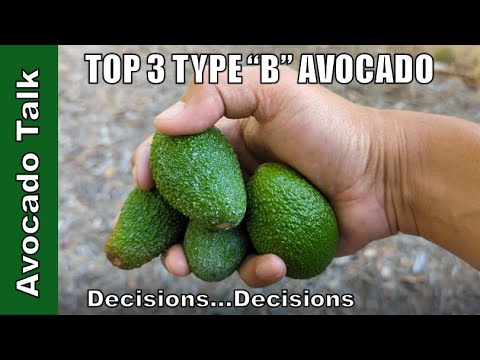 My Top 3 Type "B" Avocado🥑Avocado Talk🥑 - YouTube