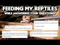 Feeding My Reptiles While Answering Your Questions