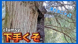 【サバトラ猫】木登りして降りれなくなった猫と覗く猫【野良猫 地域猫】[Silver tabby]A cat that climbed a tree and could not get off