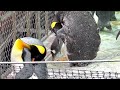 羽をむしるペンギンと拾うペンギン