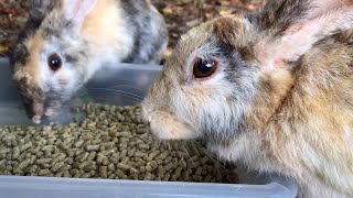 食べたいけど…カラスが怖くて仕方ない野生うさぎ【トラウマ？】