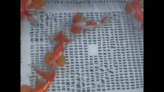 水泡眼(Bubble-eye goldfish)