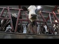 Circle T Dairy – Customer Story (United States)