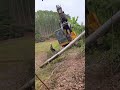 techniques for cutting trees in the correct position