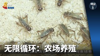 狮城有约 | 无限循环：农场养殖