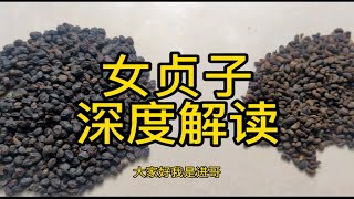 女贞子  深度解读  教你一些你能用到的知识女贞