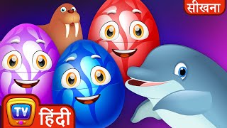 सीखिए समुद्री जानवर जादुई अंडे (Learn Sea Mammals Magical Eggs) - ChuChuTV Hindi Surprise Eggs