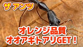 【ザ・アンツ】プレイ六日目オレンジアリGET【ザアンツ The ants アンツ】