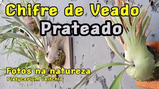 Chifre de Veado Prateado (P. veitchii) no seu Habitat Natural + Dicas