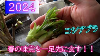 2024 　ひと足早い春の味覚を食す！！　山菜の女王！！　＃こしあぶら　＃タラの芽　＃栽培