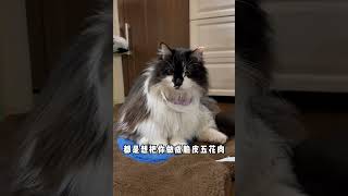 反正小猫咪不懂英语，我可以hello kitty他