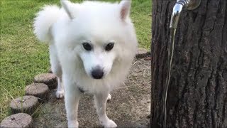 日本スピッツ ワイルドに水を飲むはずが・・・・・