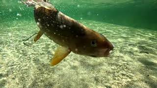 Lapland Fishing Experiences - Lappi kalastus matkailua