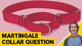 Can Martingale Collar Hurt the Dog's Trachea - Robert Cabral Dog Training Video