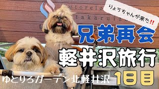 [シーズー多頭飼い]ゆとりろガーデン北軽井沢で兄弟再会！ワンコとのんびり旅行