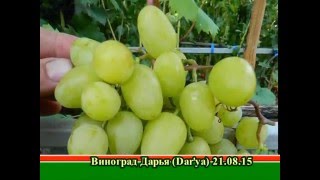 Виноград  Дарья (Grapes Dar'ya (Daria)) 2015