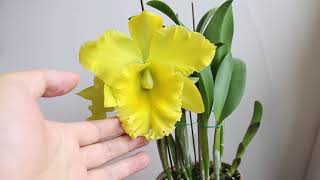 带有柠檬香气的金黄色大花杂交卡特兰开花了！Rlc Ta-Shiang Yellow Dragon 'Puti Gold'， a big yellow cattelya hybrid in bloom