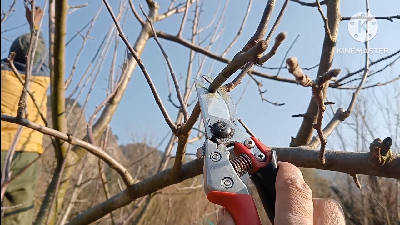 Apple Pruning рџќћ Youtube