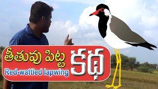 తీతువు పిట్ట కథ || Red wattled lapwing Bird