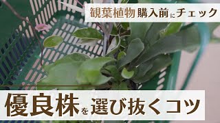 【失敗しない観葉植物の選び方】優良株を選び抜くコツ